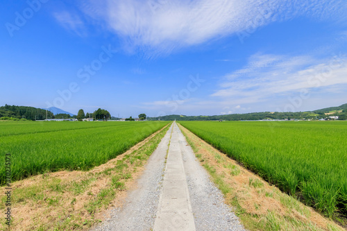 田んぼと農道 夏のイメージ 大分県玖珠郡 Rice field and Farm road Image of summer Ooita-ken Kusu-gun