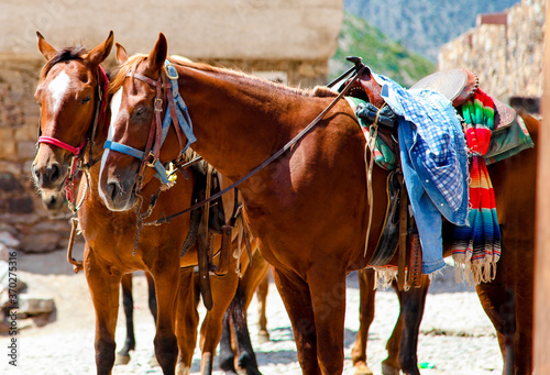 beautiful mexican horses in old village © LuisFernando
