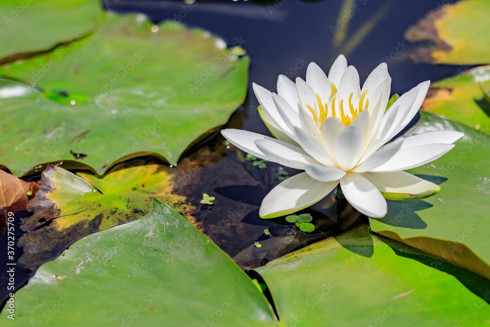 白い睡蓮の花 千町無田水田公園 大分県玖珠郡 White Water lily flower Ooita-ken Kusu-gun 白い睡蓮の花 千町無田水田公園 大分県玖珠郡 White Water lily flower Ooita-ken Kusu-gun
