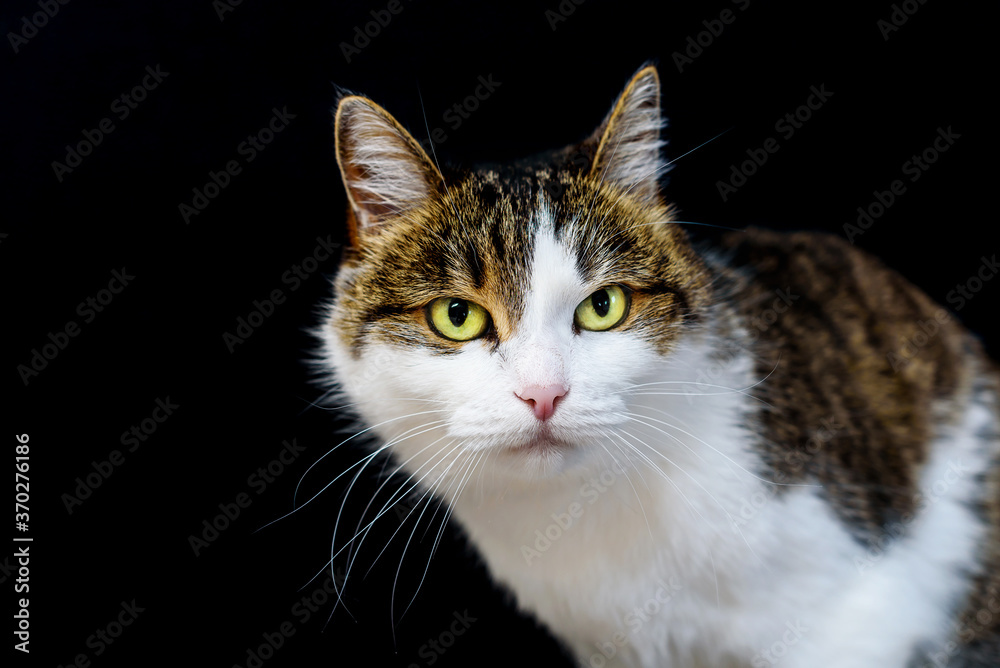 Close-up portrait of tabby cat with amazing yellow eyes looking in camera on isolated black background Close-up portrait of tabby cat with amazing yellow eyes looking in camera on isolated black background