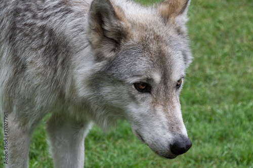 Close Up of a High-Content Wolfdog