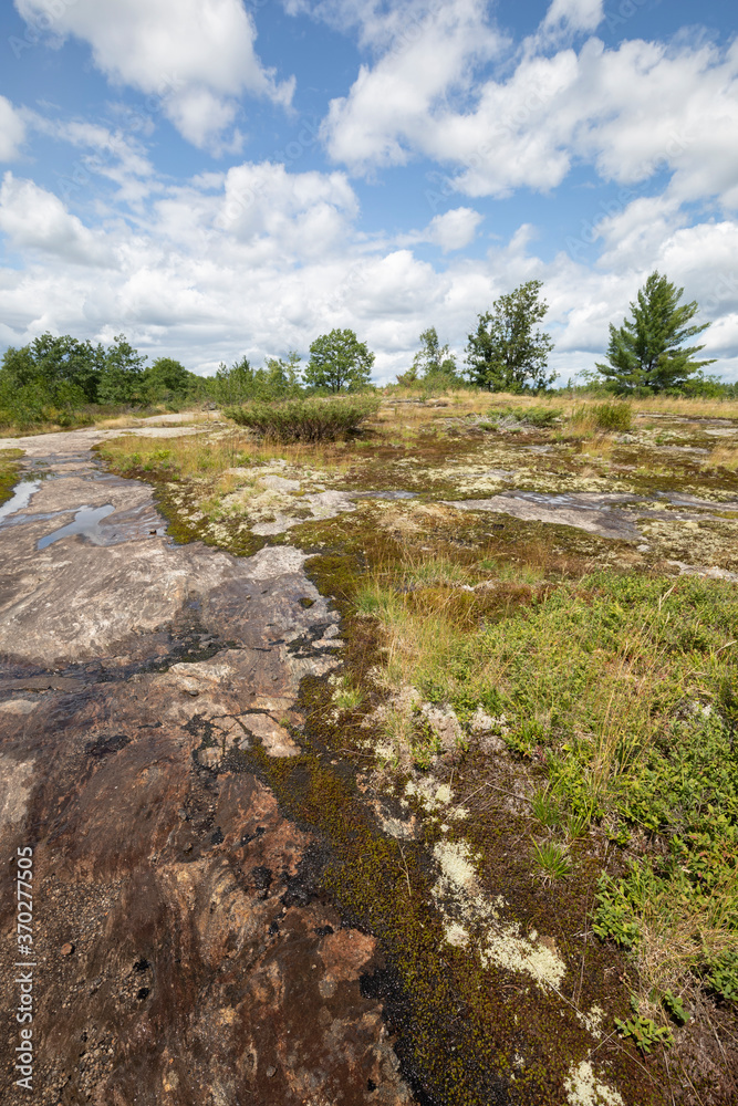 Stunted summer vegetation growing in peat soil deposits on glacial granite bedrock at Torrance Barrens Bike trails in Muskoka Stunted summer vegetation growing in peat soil deposits on glacial granite bedrock at Torrance Barrens Bike trails in Muskoka