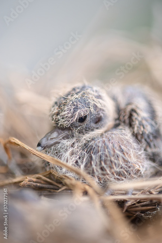 Baby bird in the nest. Baby Birds Snuggled up in Nest