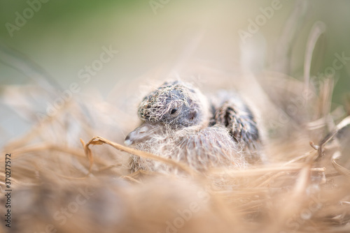 Baby bird in the nest. Baby Birds Snuggled up in Nest