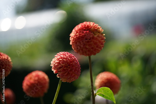 Light Orange Flower of Dahlia in Full Bloom 