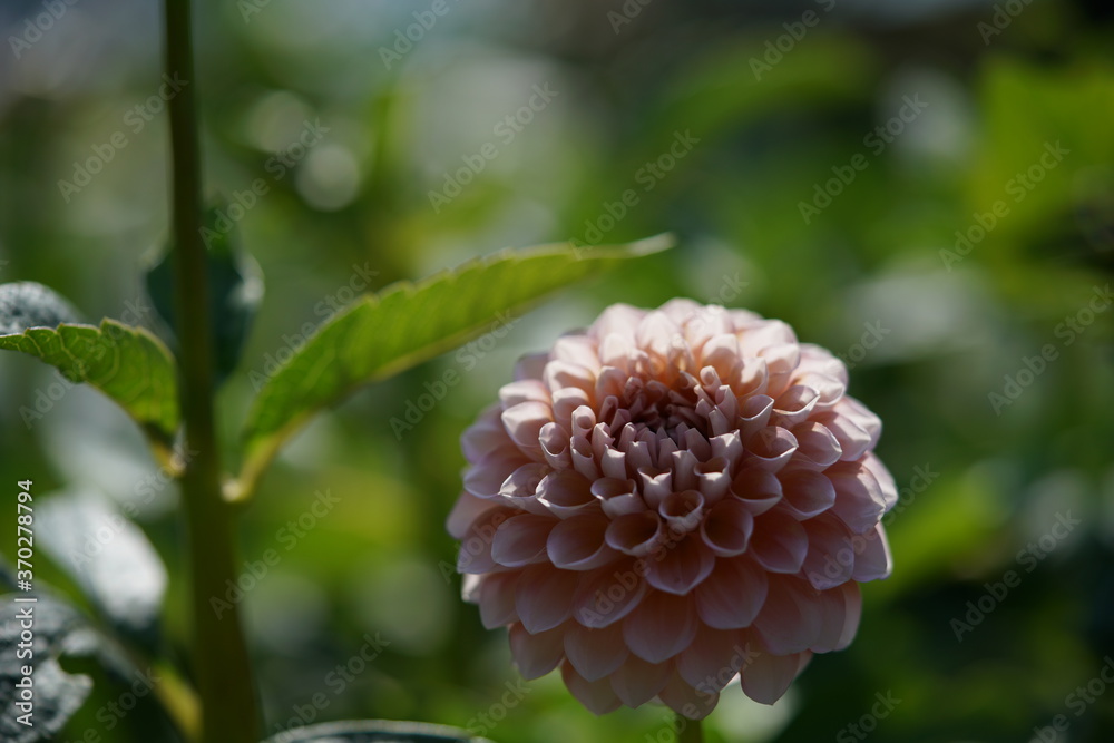 Faint Pink Flower of Dahlia in Full Bloom
Faint Pink Flower of Dahlia in Full Bloom