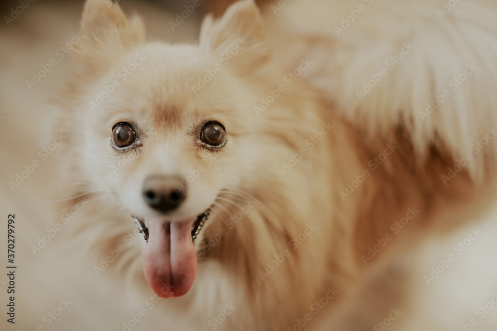Cute brown Spitz breed dog with tongue isolated on background. The dog looks at the camera.  Copy space
