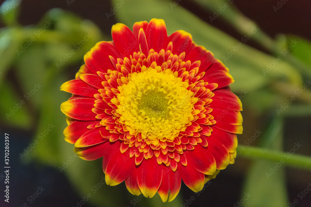 The beautiful colour and detail of the Barberton Daisy The beautiful colour and detail of the Barberton Daisy