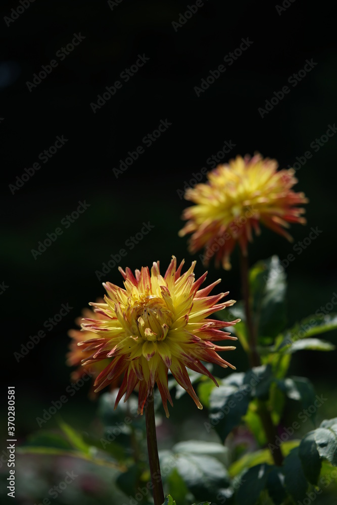 Yellow Flower of Dahlia in Full Bloom
