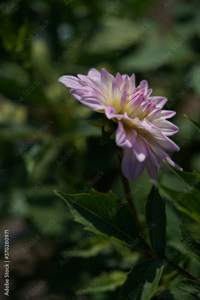 Light Purple Flower of Dahlia in Full Bloom
Light Purple Flower of Dahlia in Full Bloom