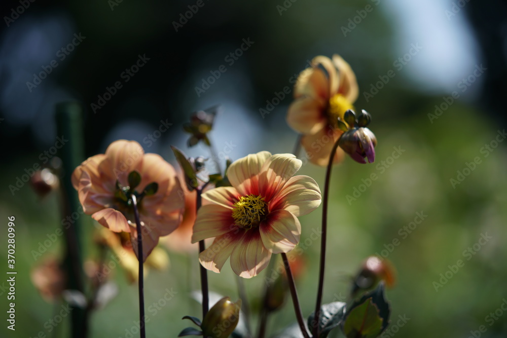 Cream Flower of Dahlia in Full Bloom
Cream Flower of Dahlia in Full Bloom