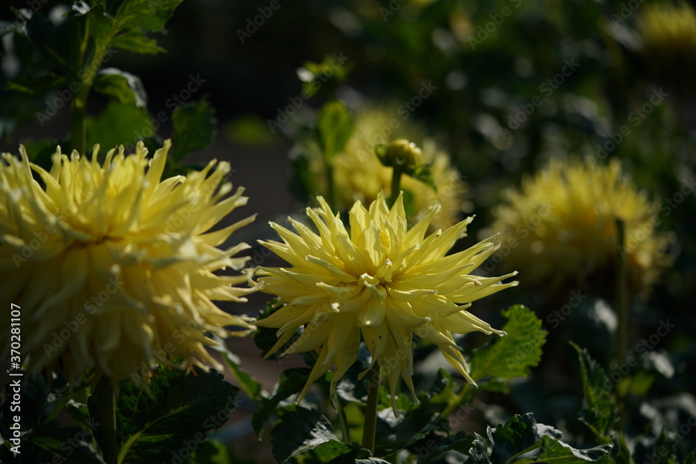 Yellow Flower of Dahlia in Full Bloom
Yellow Flower of Dahlia in Full Bloom
