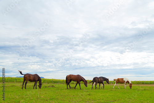 herd in a field
