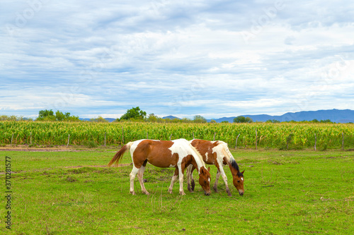 Horses in a field