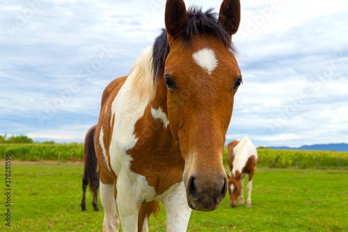 horse and filly in the field