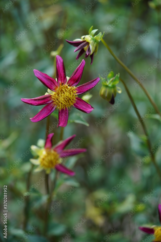 Light Red Flower of Dahlia in Full Bloom
Light Red Flower of Dahlia in Full Bloom