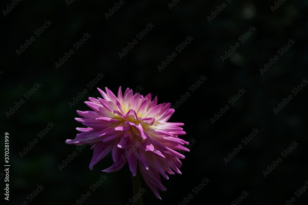 Light Pink Flower of Dahlia in Full Bloom
Light Pink Flower of Dahlia in Full Bloom