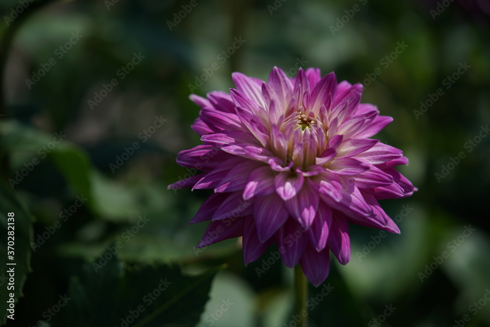 Light Pink Flower of Dahlia in Full Bloom
