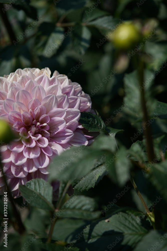 Variegated, White and Purple Flower of Dahlia in Full Bloom
