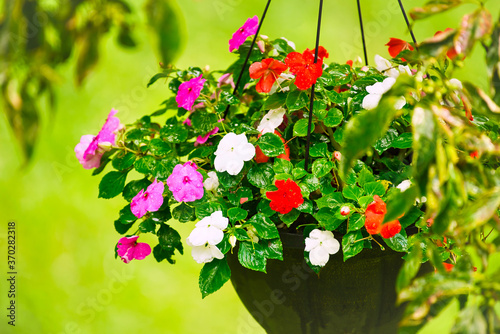 Slika na platnu A close up of a hanging basket of impatient flowers under a tree outdoors