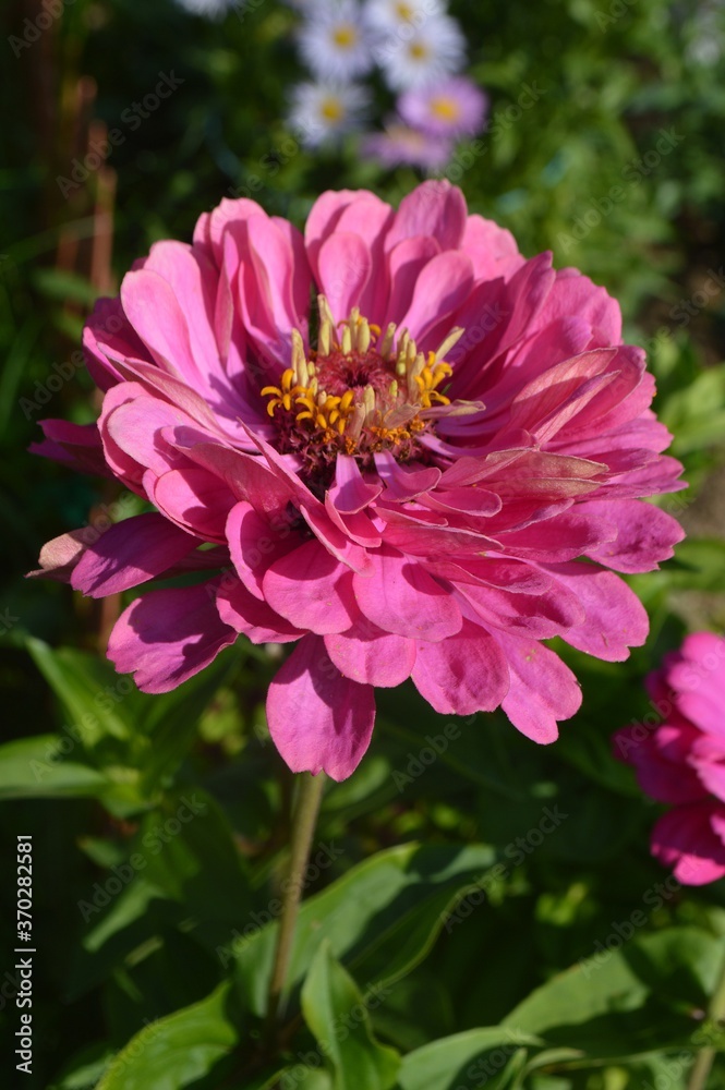 pink dahlia flower in garden pink dahlia flower in garden