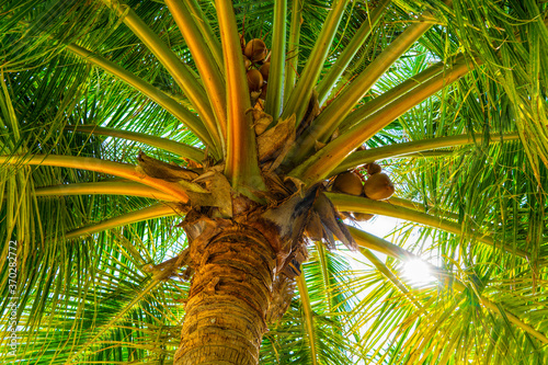 Beach summer vacation holidays background with coconut palm trees and hanging palm tree leaves