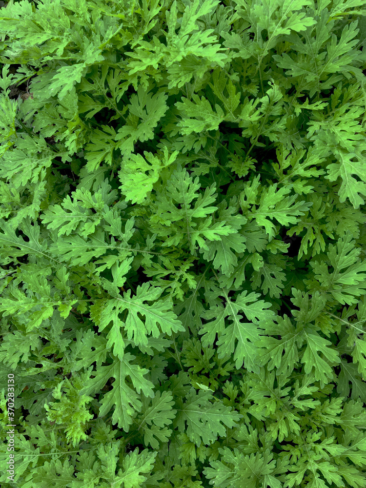 background of parsley background of parsley