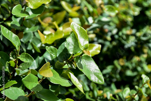 Wallpaper Mural fresh green leaves Torontodigital.ca