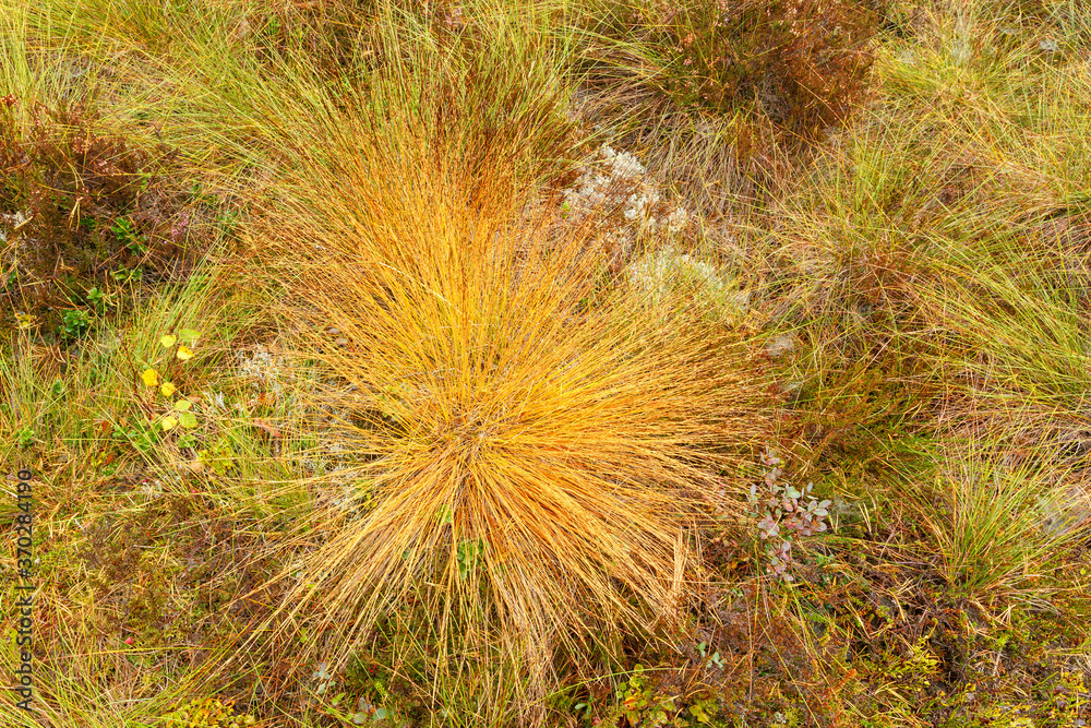 Colorful tuft of grass on a bog from above Colorful tuft of grass on a bog from above