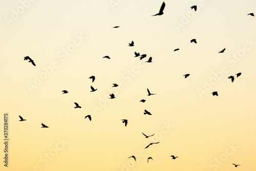 Flock of Jackdaws flying in the sky at dawn photo