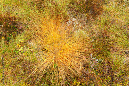 Colorful tuft of grass on a bog from above