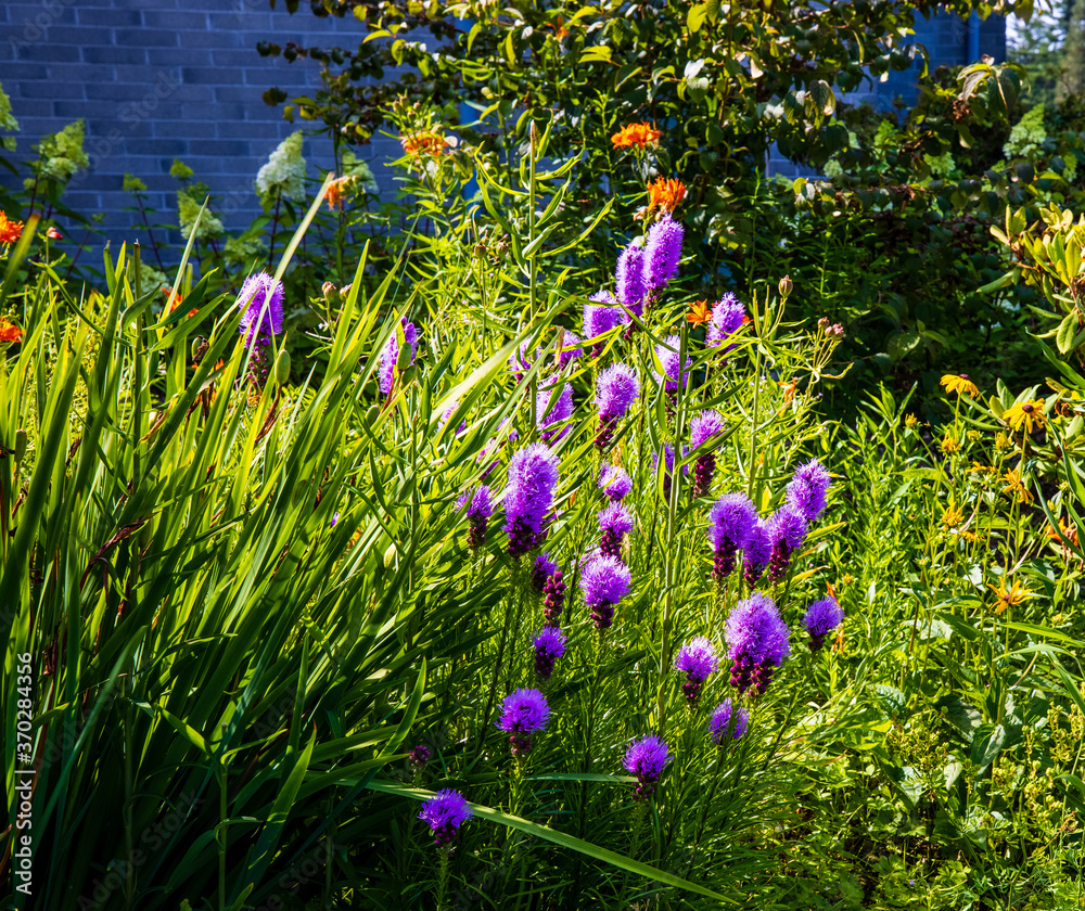 Blazing star, Orange Lilies garden, church grounds