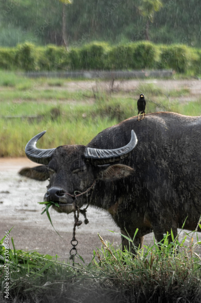 Picture of a water buffalo with a bird on hims back at a rainy day looking to the camera Picture of a water buffalo with a bird on hims back at a rainy day looking to the camera