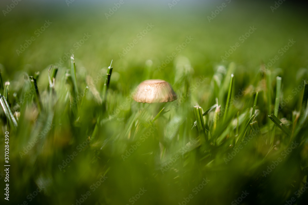 Closeup of mushroom growing in grass
