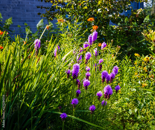 Obraz na płótnie Blazing star, Orange Lilies garden, church grounds w salonie