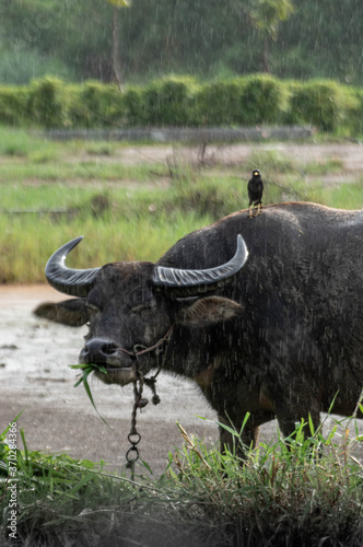 Picture of a water buffalo with a bird on hims back at a rainy day looking to the camera