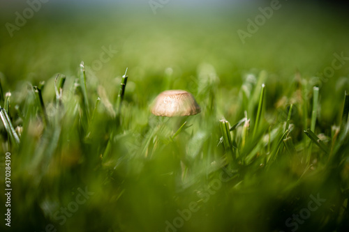 Obraz na płótnie Closeup of mushroom growing in grass w salonie