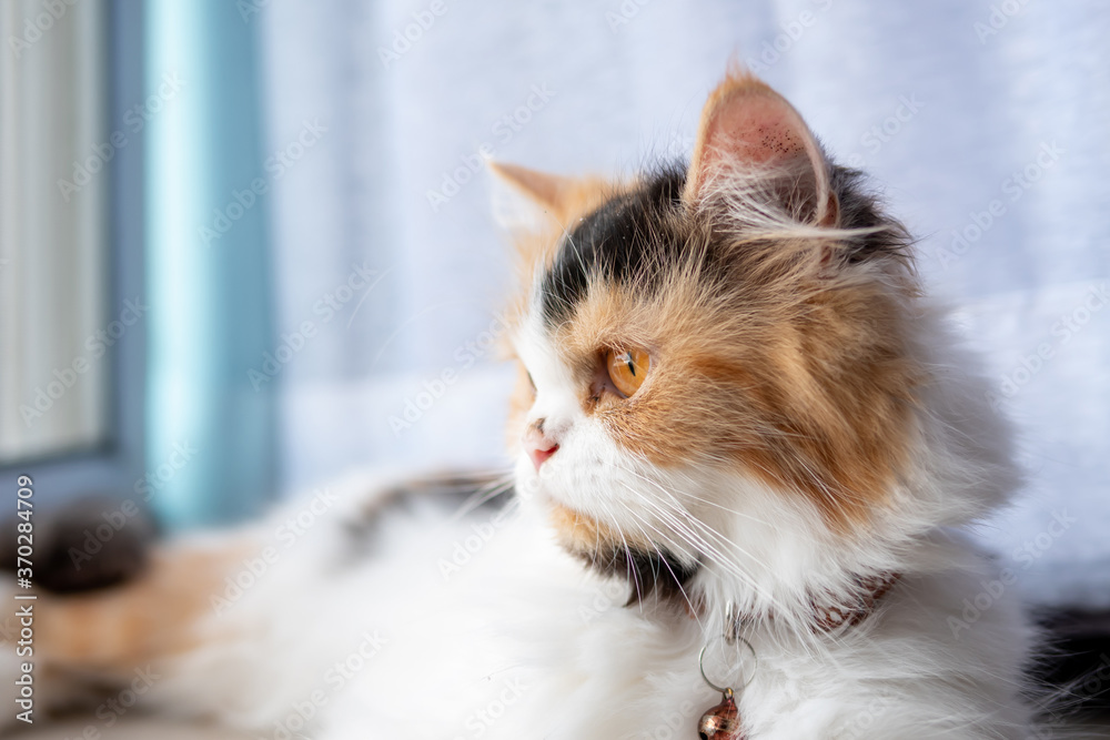 Obraz premium Cute Persian cat 3 colors lying