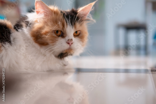 Persian cat looking from under the table