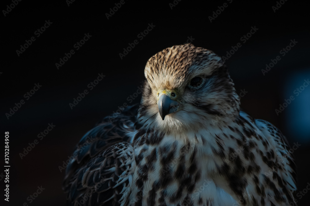 Fototapeta premium Lanner Lugger Hybrid Falcon, Falco biarmicus - Falco jugger, looking towards left with dark background