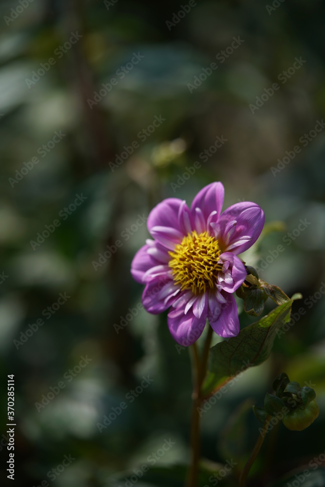 Obraz premium Light Pink Flower of Dahlia in Full Bloom 