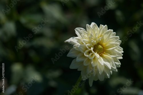 Light Cream Flower of Dahlia in Full Bloom 