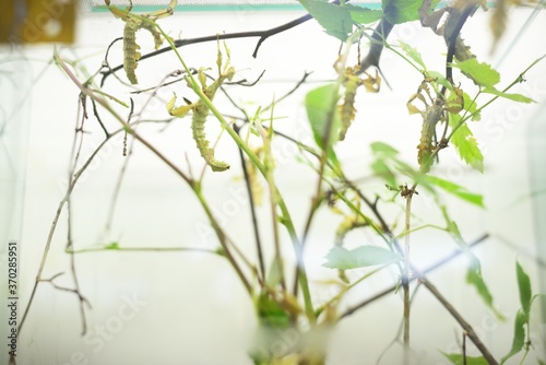 Stick insect Extatosoma tiaratum in zoo laboratory, close-up. Insect conservation of New Guinea and Australia. Entomology, environmental protection, research, education photo