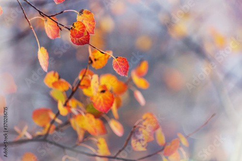 Autumn leaves © Galyna Andrushko