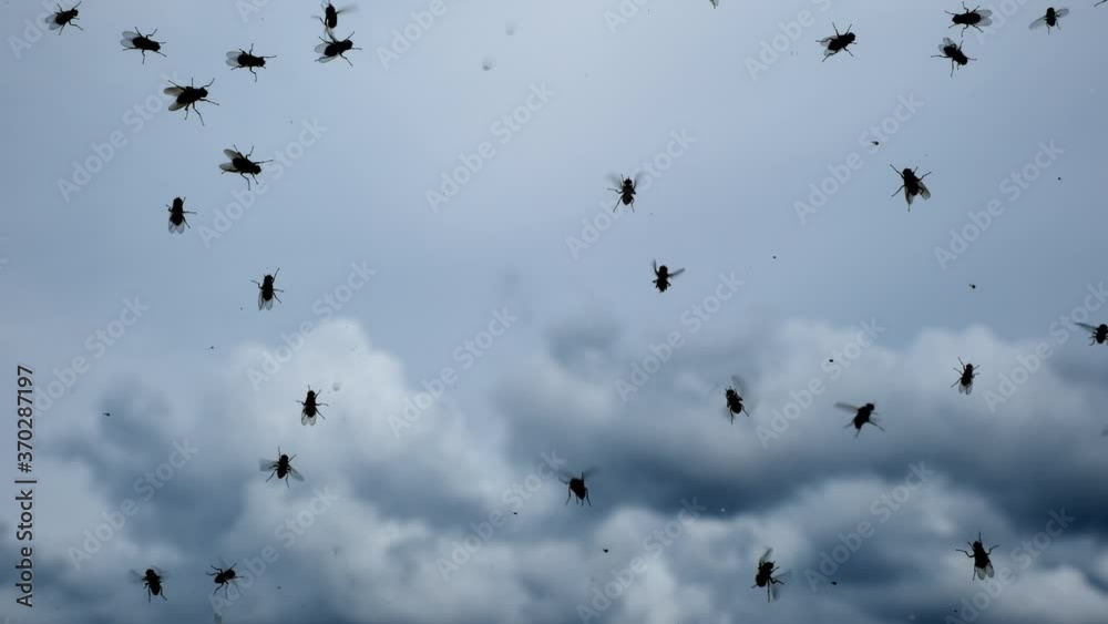 Chaos of insects. Swarm of flies on the glass of the car. In the background are majestic clouds Chaos of insects. Swarm of flies on the glass of the car. In the background are majestic clouds