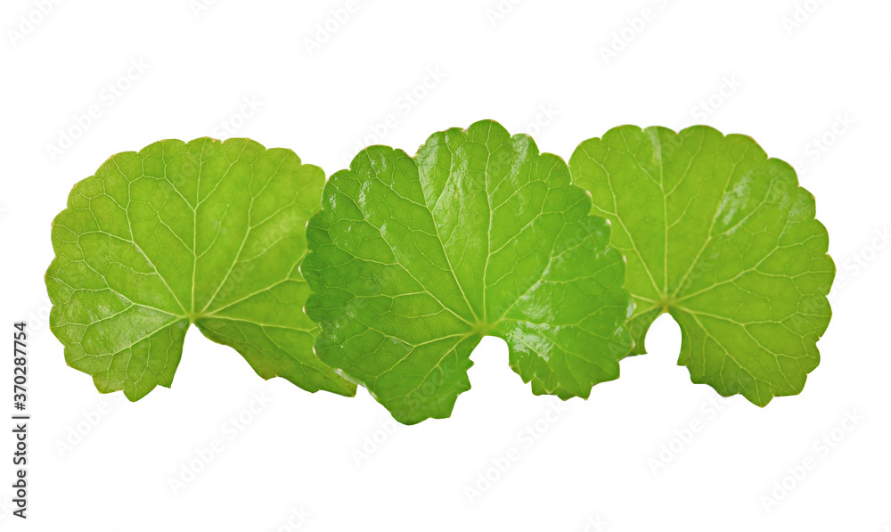 Centella asiatica isolated on white background Centella asiatica isolated on white background