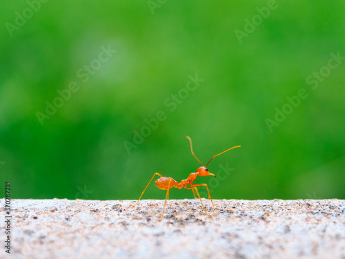 Close up of one red ant looking fine for food on blur background of green leaves