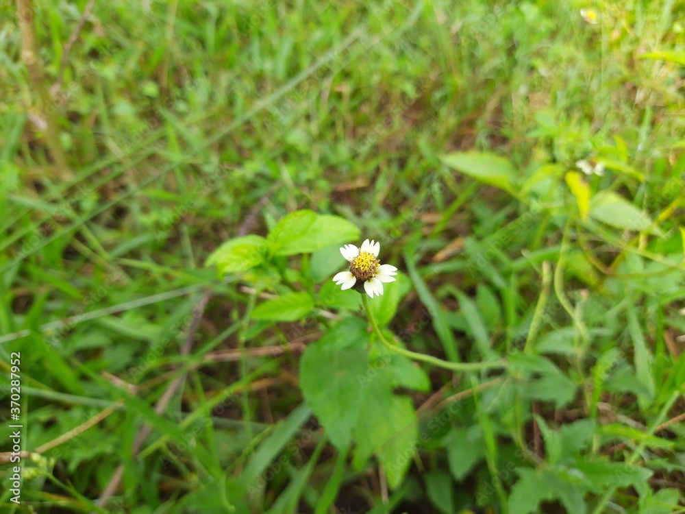 Tridax procumbens, commonly known as coatbuttons or tridax daisy, is a species of flowering plant in the daisy family. It is best known as a widespread weed and pest plant.Dagdi pala OR Nuke noh grass Tridax procumbens, commonly known as coatbuttons or tridax daisy, is a species of flowering plant in the daisy family. It is best known as a widespread weed and pest plant.Dagdi pala OR Nuke noh grass