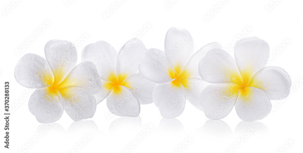 Obraz premium Plumeria flowers isolated on white background