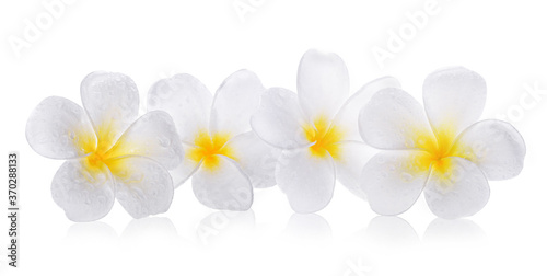 Plumeria flowers isolated on white background